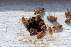 A méhek ajándéka a propolisz